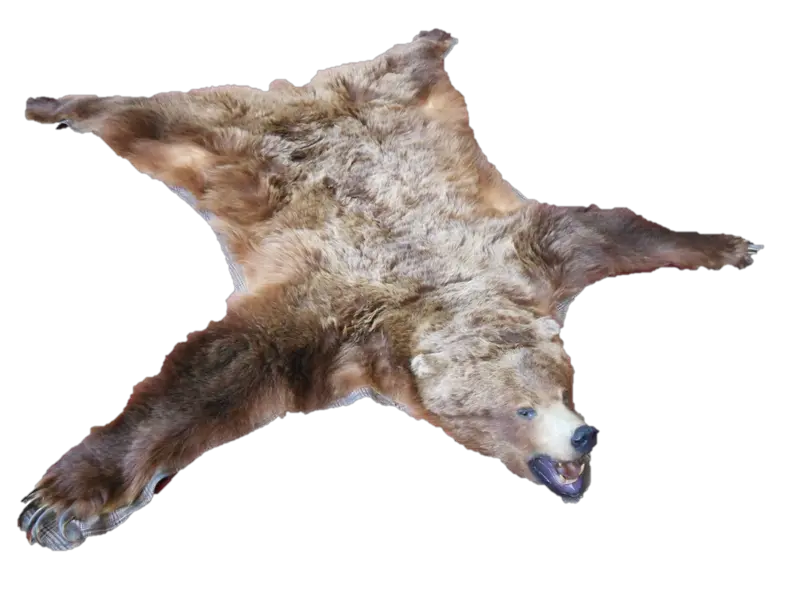 Bear Skin Wallpaper for Logo Design and Creation PNG