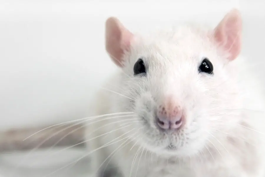 A picture taken of a cute white baby mouse for a mobile background 