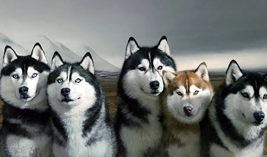 High Quality and Cute Photo of Red Husky Next to Siberian Huskies