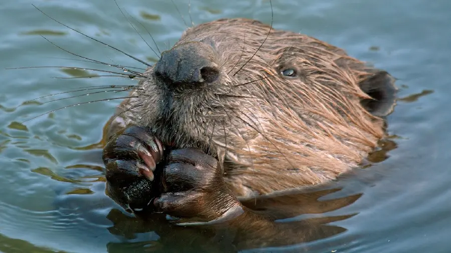 Free and high-resolution beaver background for profile and background 