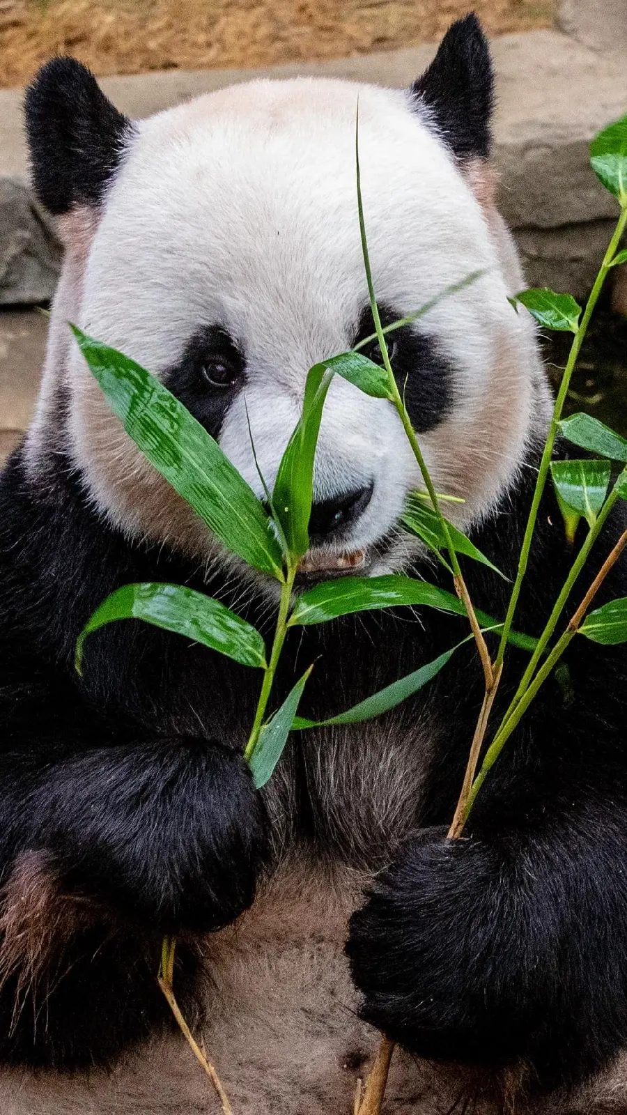 iPhone background of a real and lovely panda