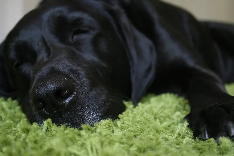 Black Labrador Retriever background image for pet lovers