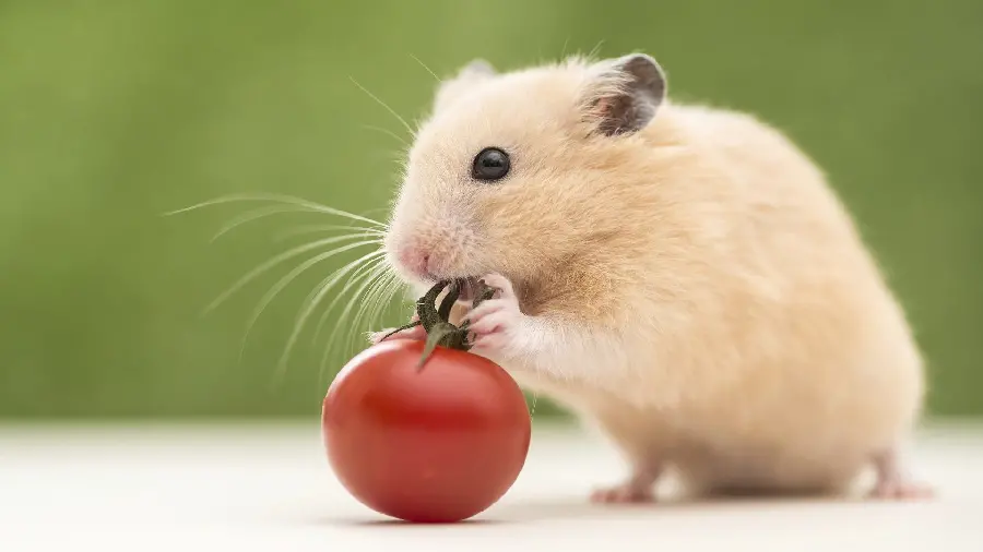 High quality picture of a hamster playing with tomatoes