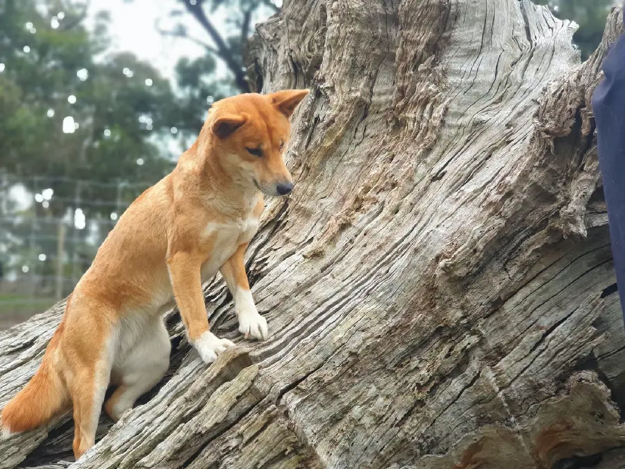 High quality picture of dingo or Australian wild dog for profile 