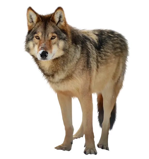 Amazing Stock Photo of Real Wolf PNG for Poster Printing