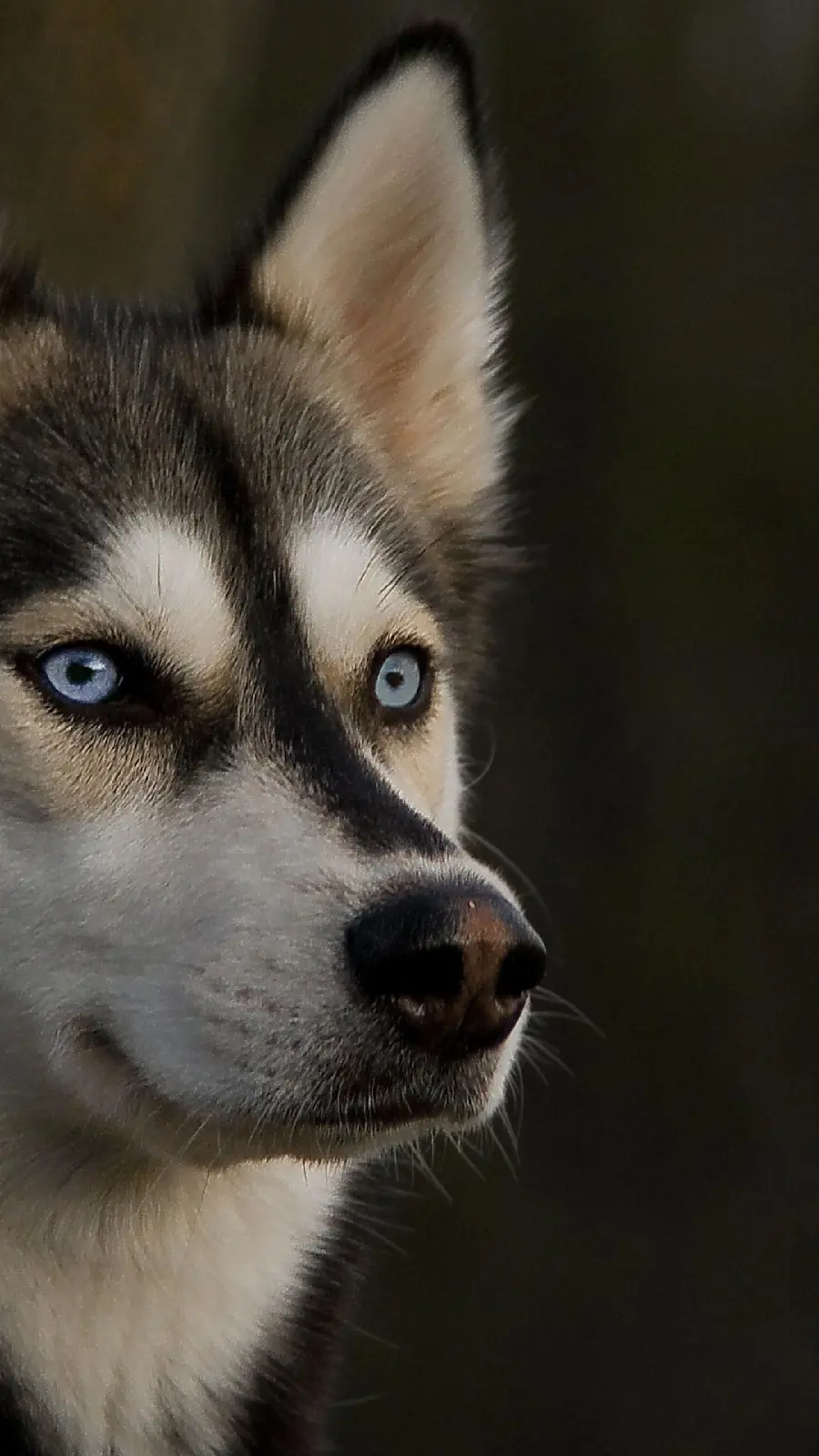 Husky Dog Stock Photo for iPhone Profile and Background