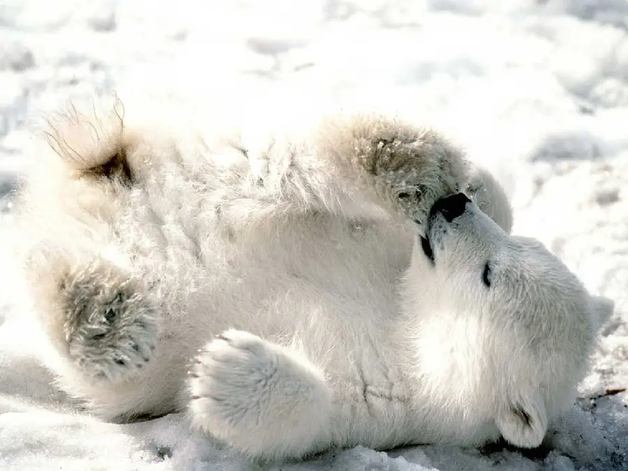 Amazing baby polar bear wallpaper playing