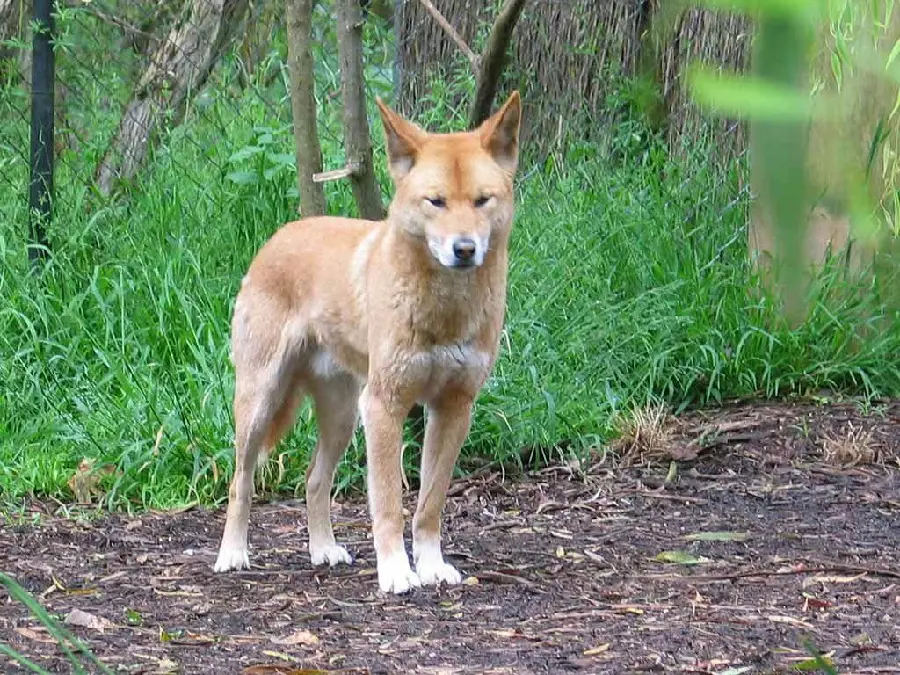 Dingo or Australian Wild Dog wallpaper on a green background