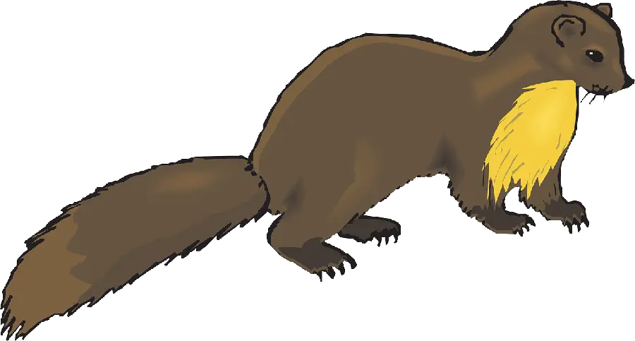 Otter PNG Background Photo for Photoshop and Editing