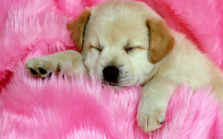 Cute and cute wallpaper of a sleepy dog ​​with a charming Valentine's theme