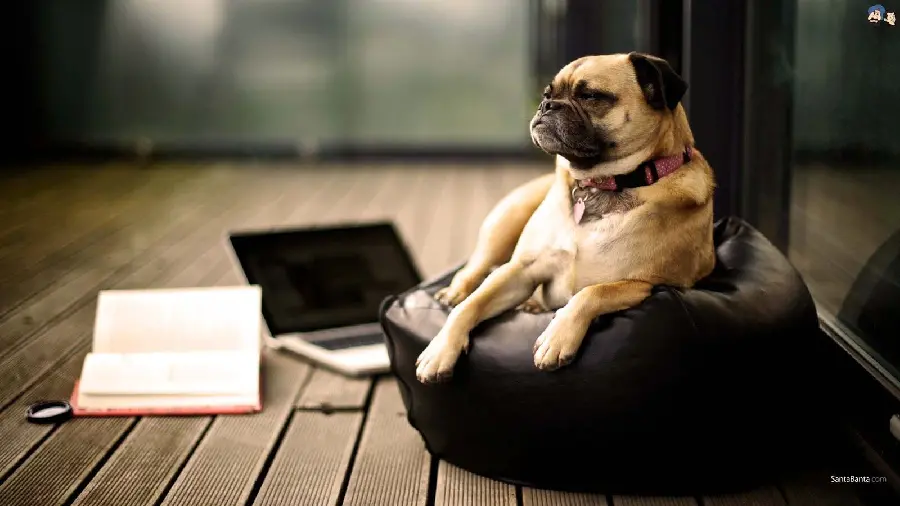 The most up-to-date Pug desktop and laptop backgrounds