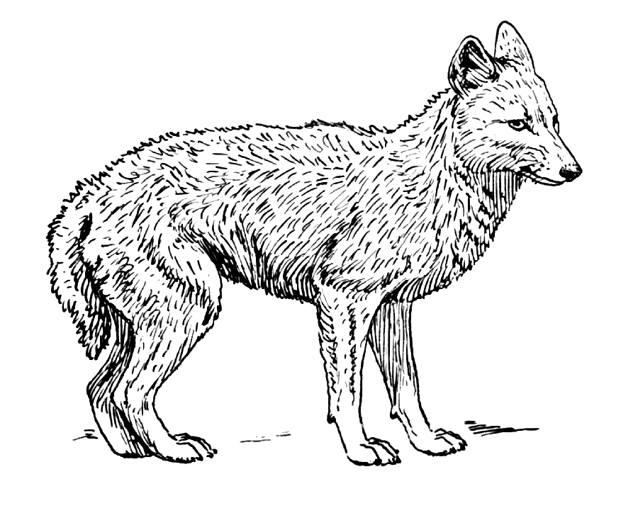 Download the black and white jackal painting wallpaper as a PNG file