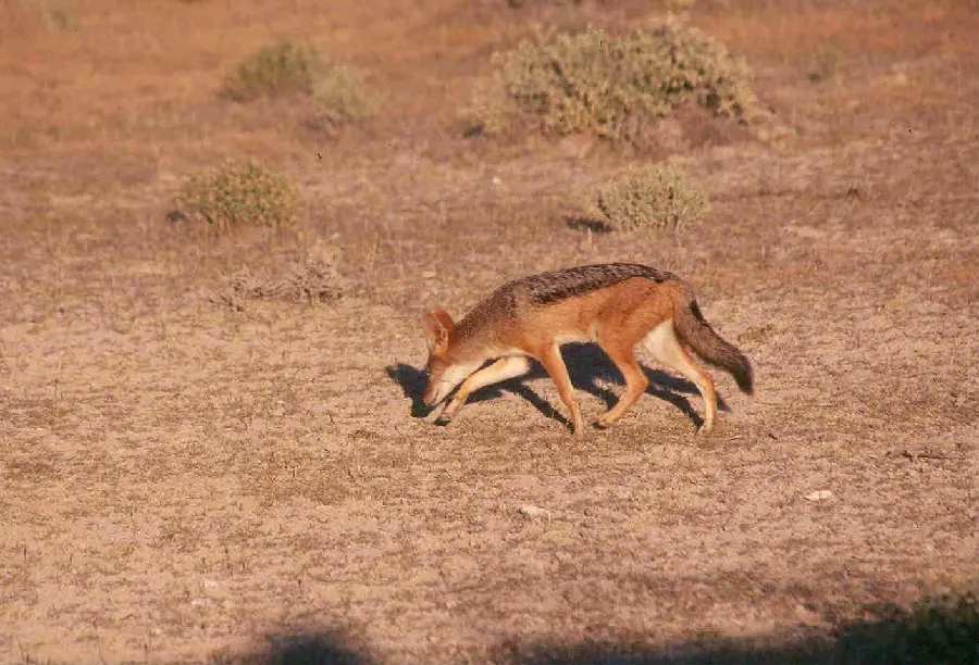 Jackal background image for wildlife documentary pages