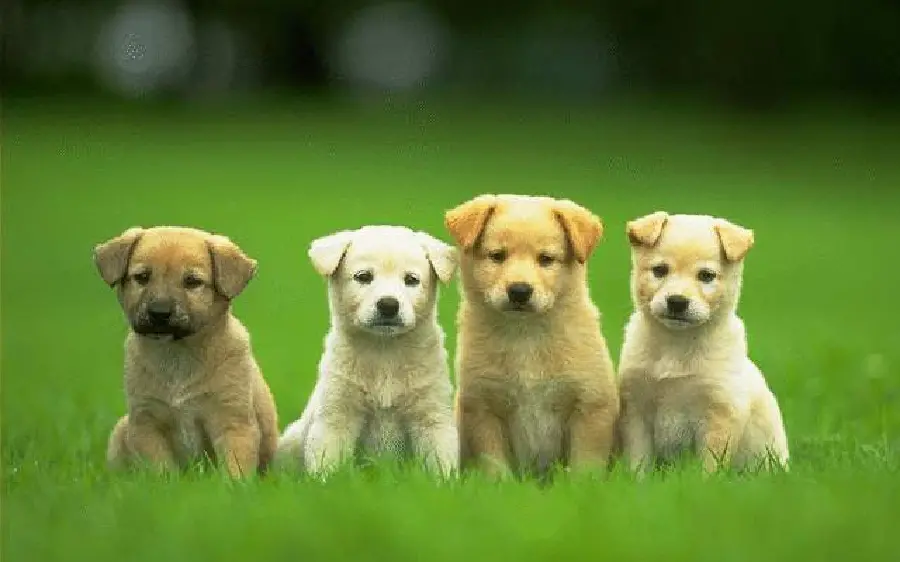 Cute little puppies 4K wallpaper with direct link 