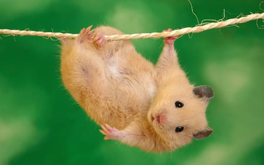High quality image of a free-range hamster