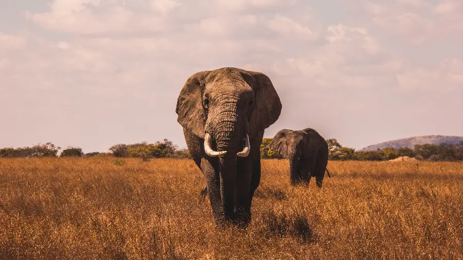 Download stock photo taken of an elephant alone in the grasslands and desert
