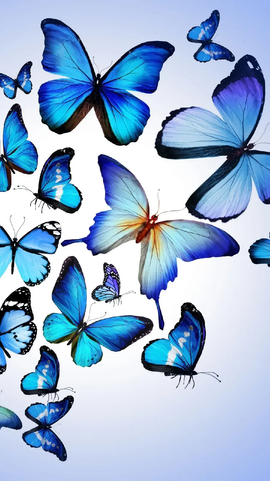 Best quality blue butterfly theme iPhone wallpaper 