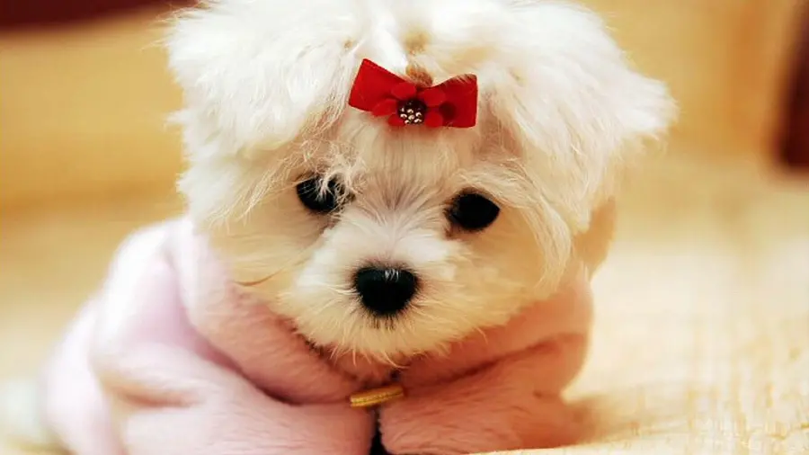 Cute baby puppy girl wallpaper with red bow