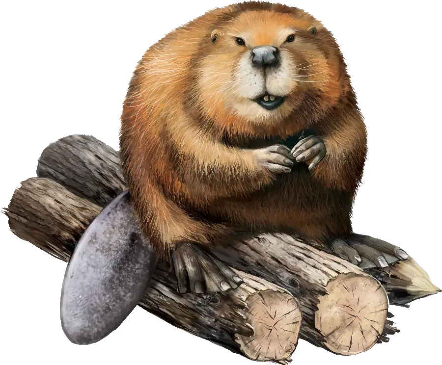 Cartoon Beaver Free Download with Transparent Background