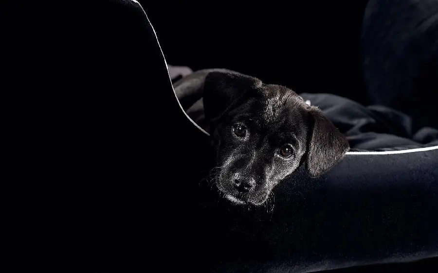 The Best Designed Photos for Backgrounds of Black Dogs