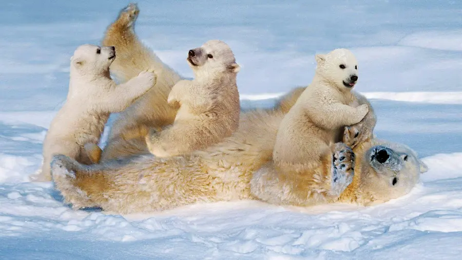 Polar bear cubs playing and being naughty