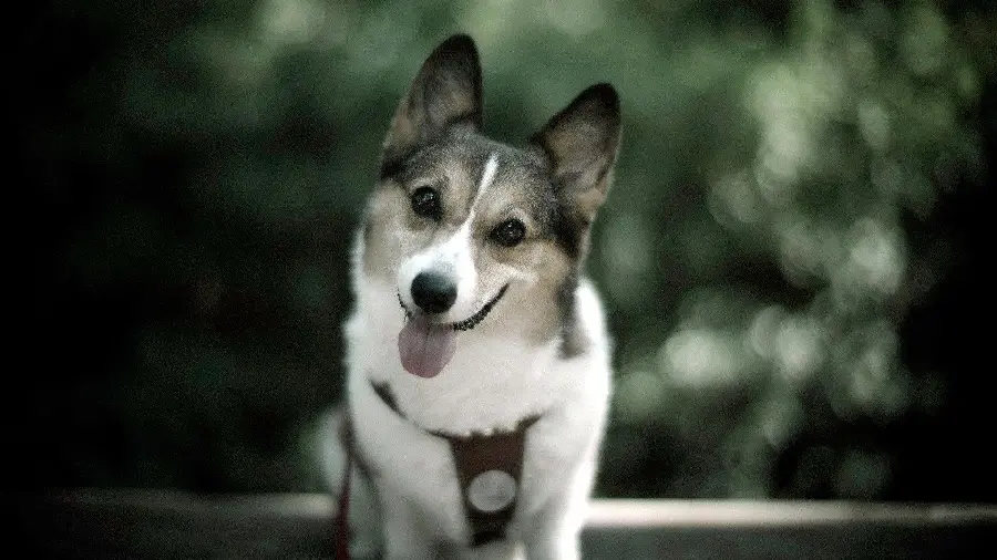 Funny picture of a cute Welsh Corgi Cardigan dog breed