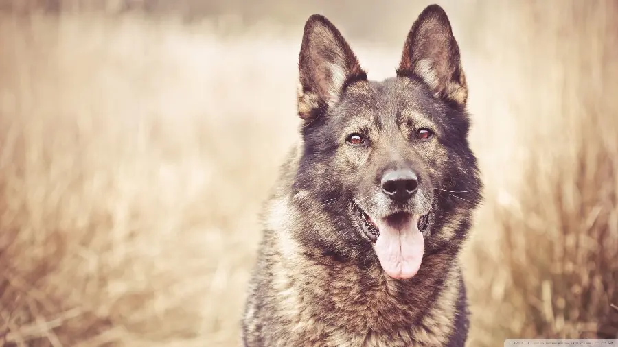 Great Edited Desktop Background of Old German Shepherd Dog 4K