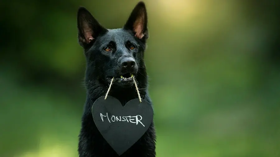 Download black German Shepherd wallpaper named Monster