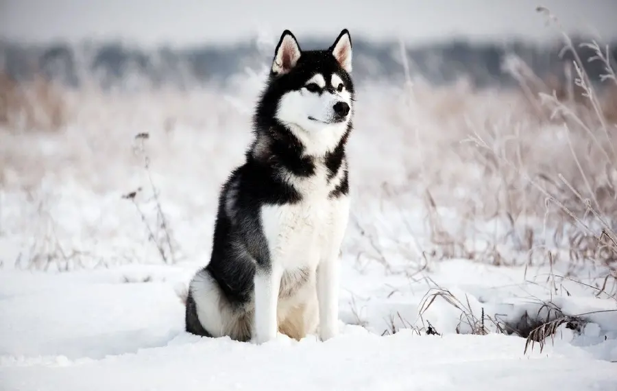 Free Download of Red Husky Background Image