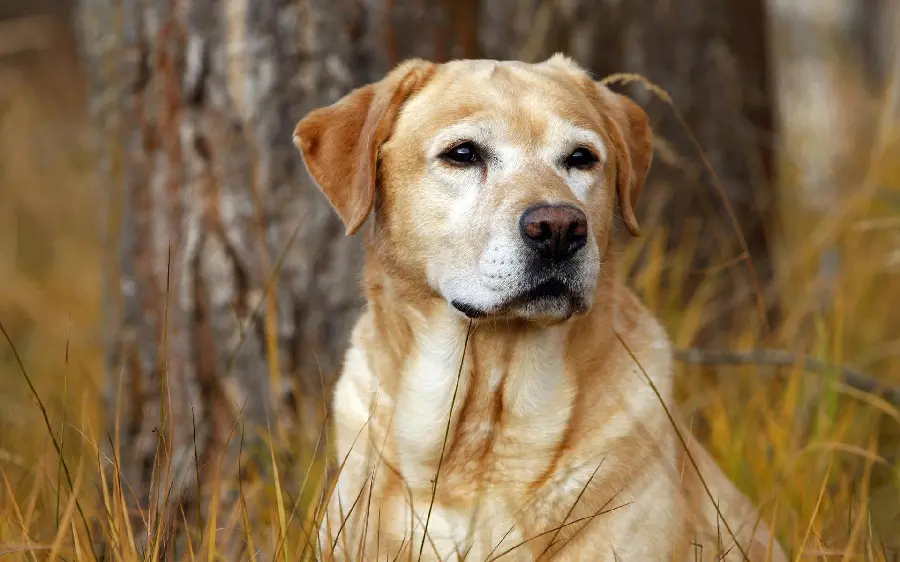 Labrador Retriever Dog Computer Background