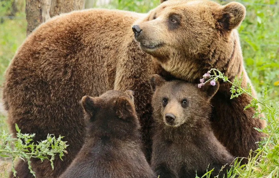 Photo Amazing and useful background of bear cub 