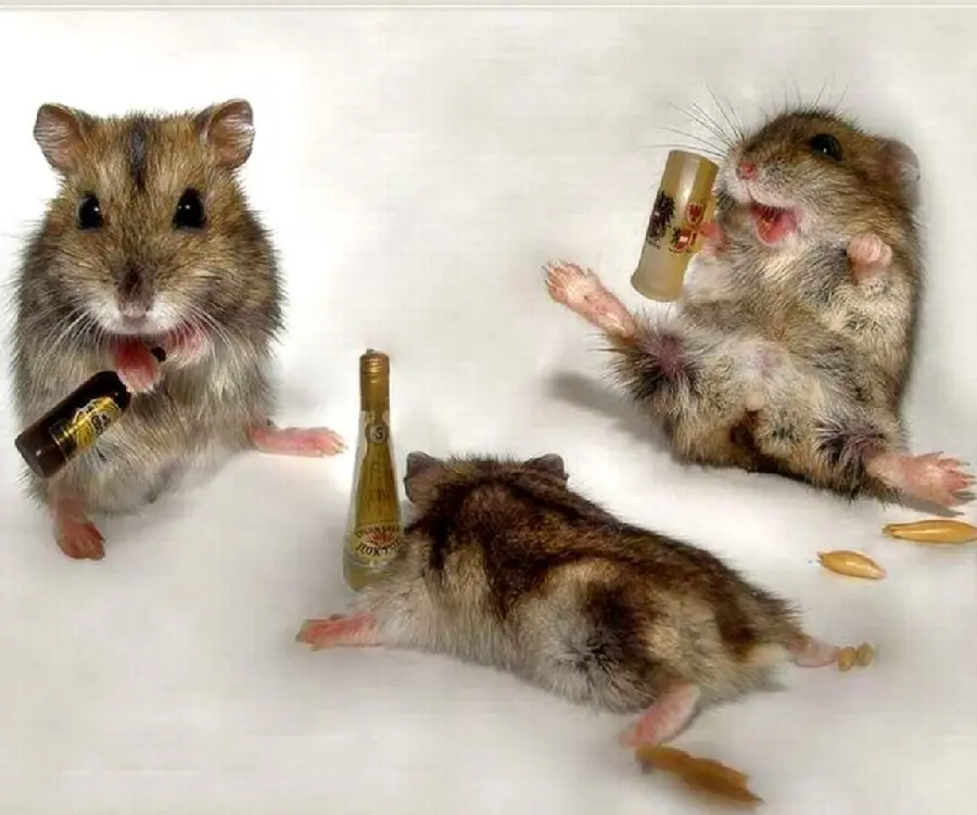 Picture of teamwork of hamsters