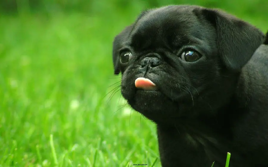 Black Pug Dog Wallpaper for Desktop