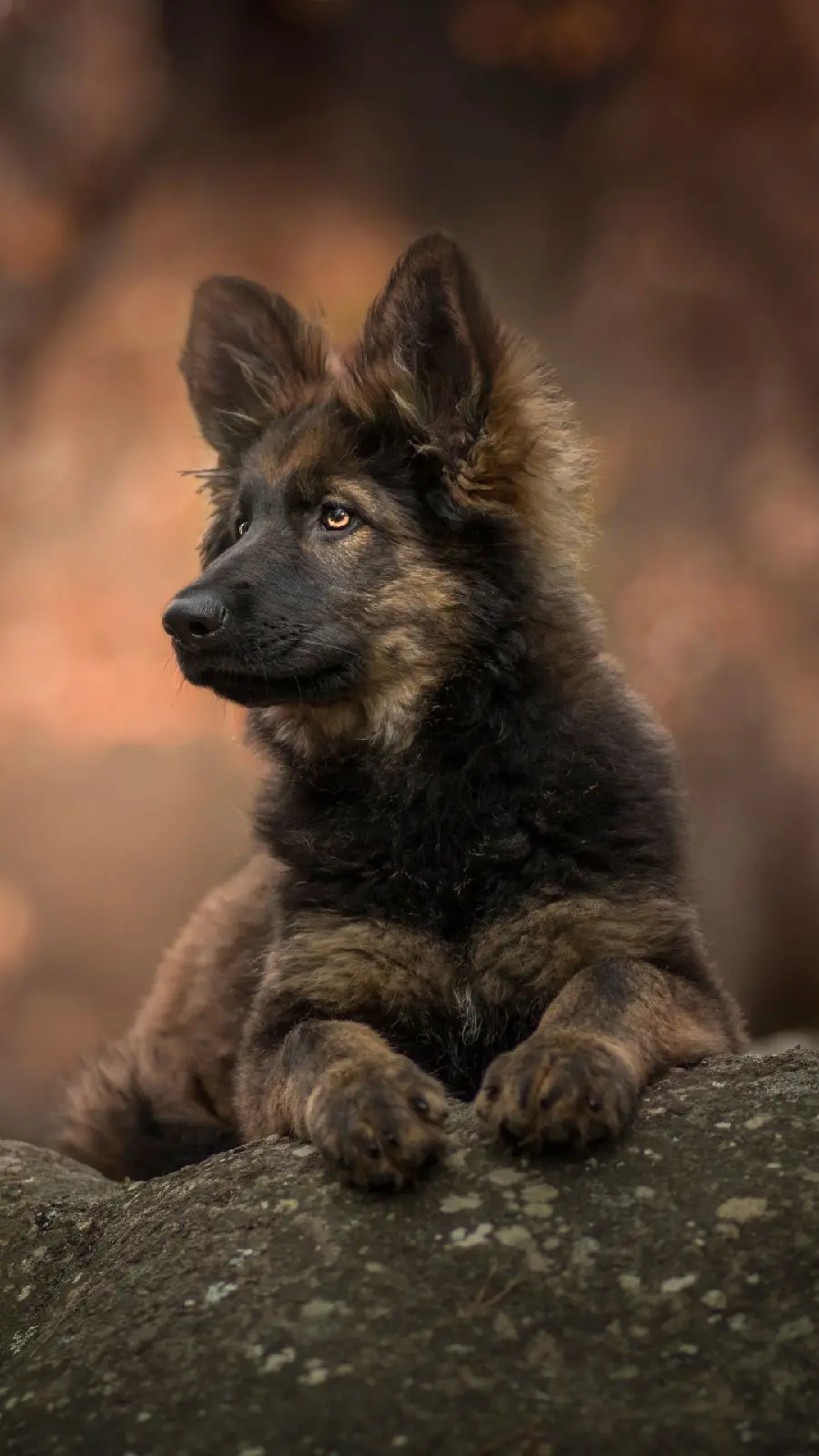High Quality Stock Photo of German Shepherd with Foleo Background for iPhone 