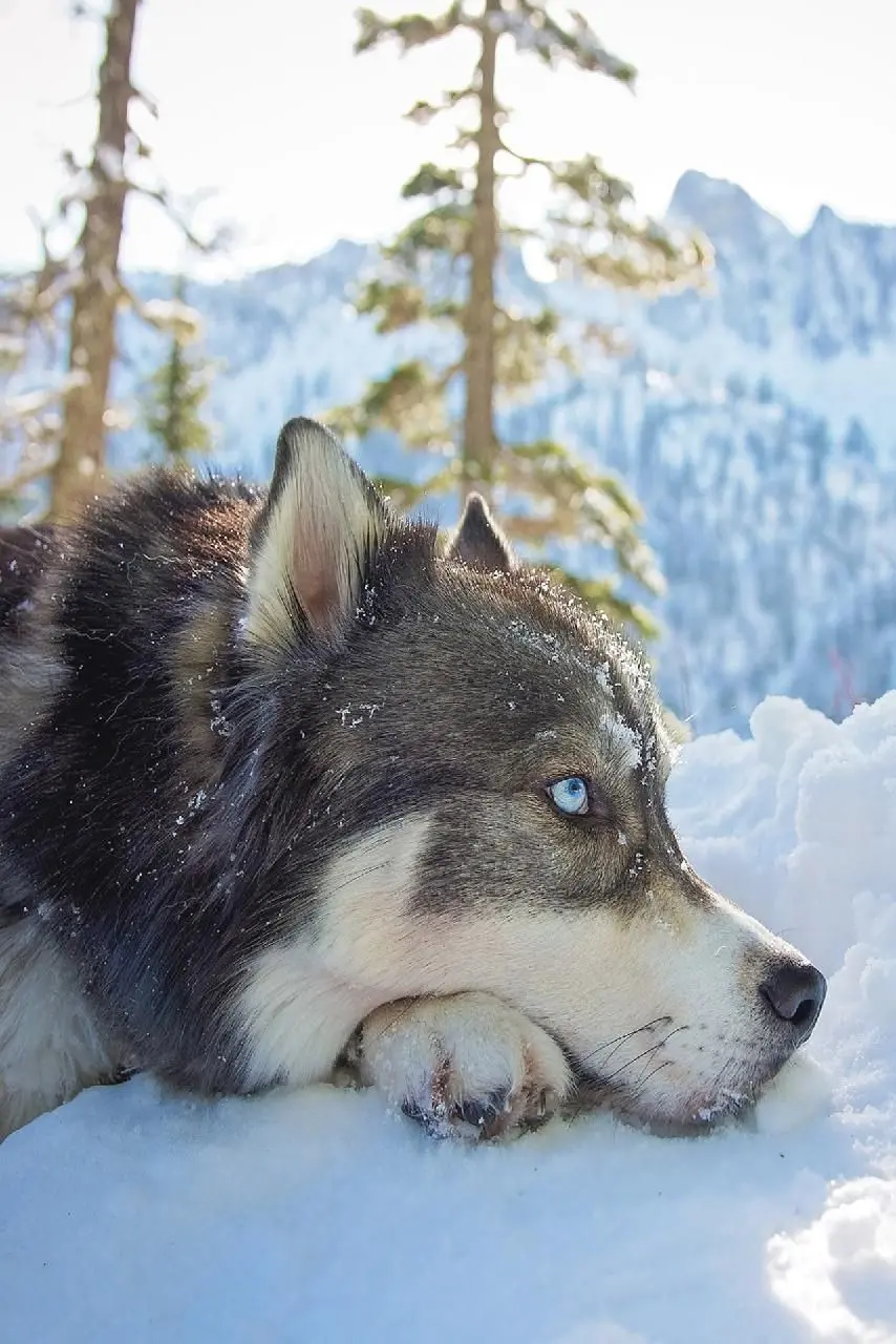 Husky Dog Wallpaper for iPhone Background and Poster Print