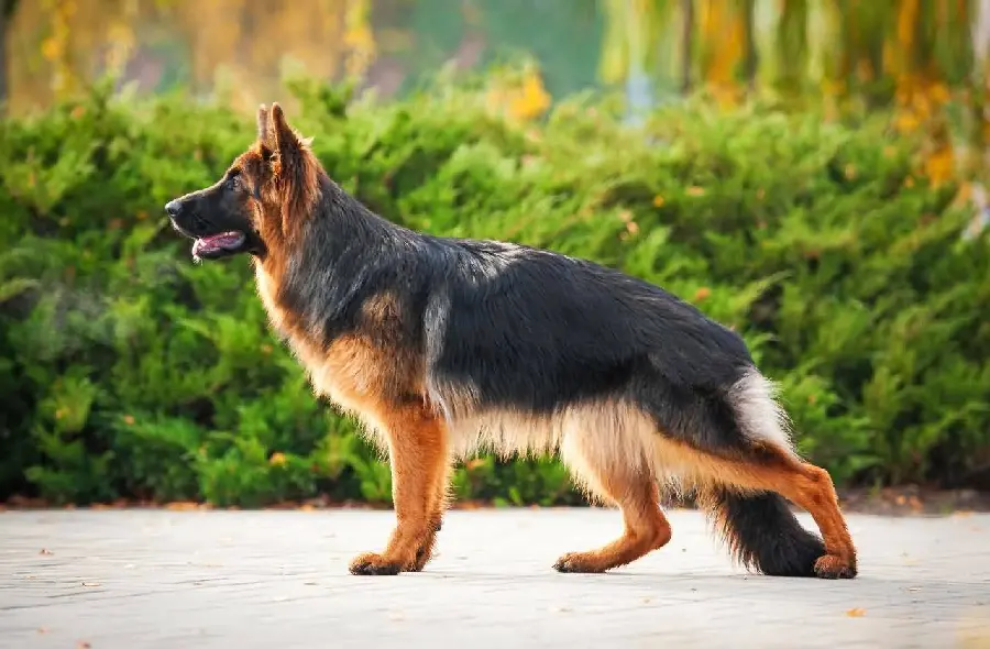 German Shepherd Rex Desktop Background