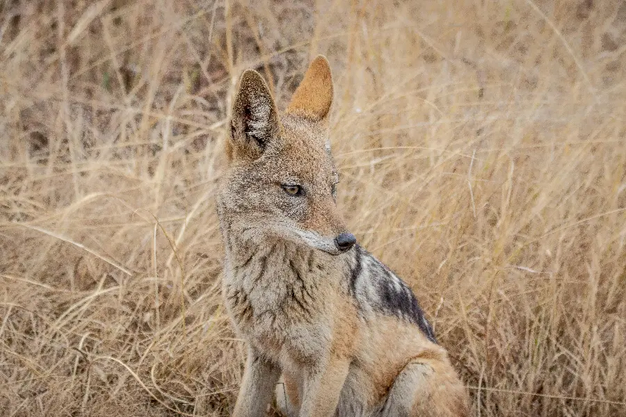 Attractive and spectacular jackal background with HD quality