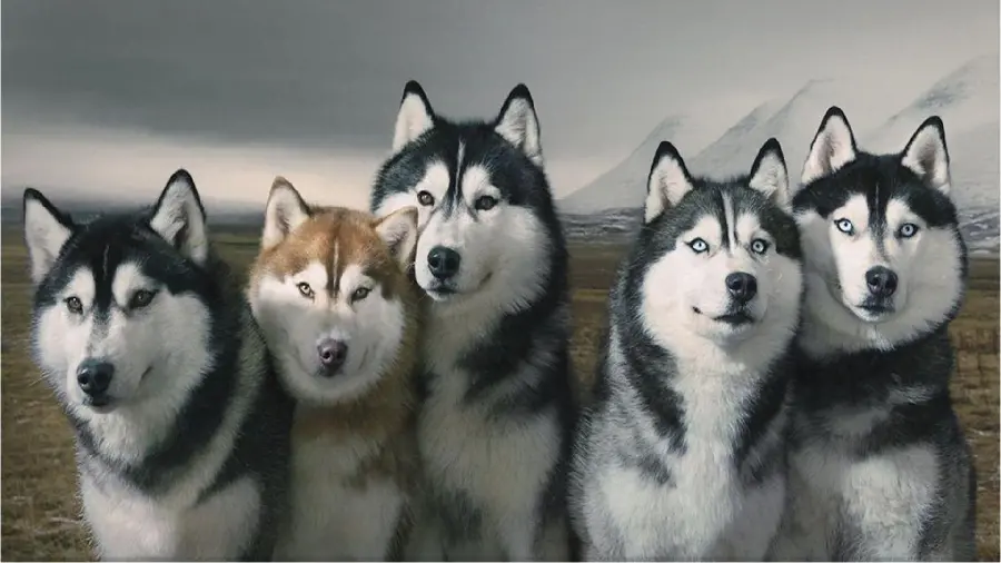 Husky background image for advertising poster design in pet shops