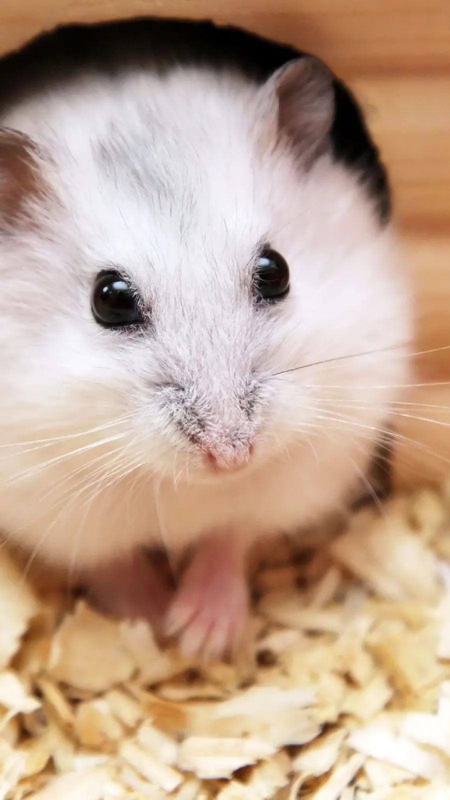 Curious Little Hamster Photo