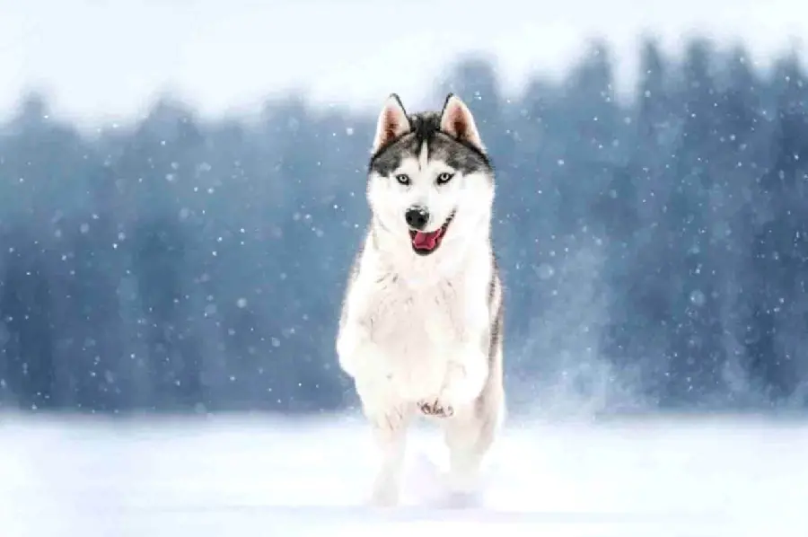 The most interesting wallpaper with the best quality of red husky