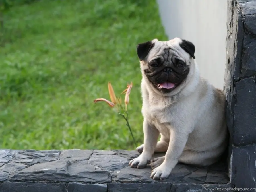 Stylish and unique background for computer and desktop of pug dog