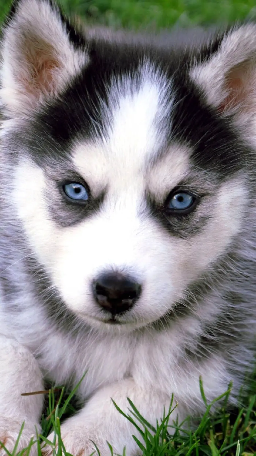 The most attractive stock image of a Husky dog ​​for iPhone