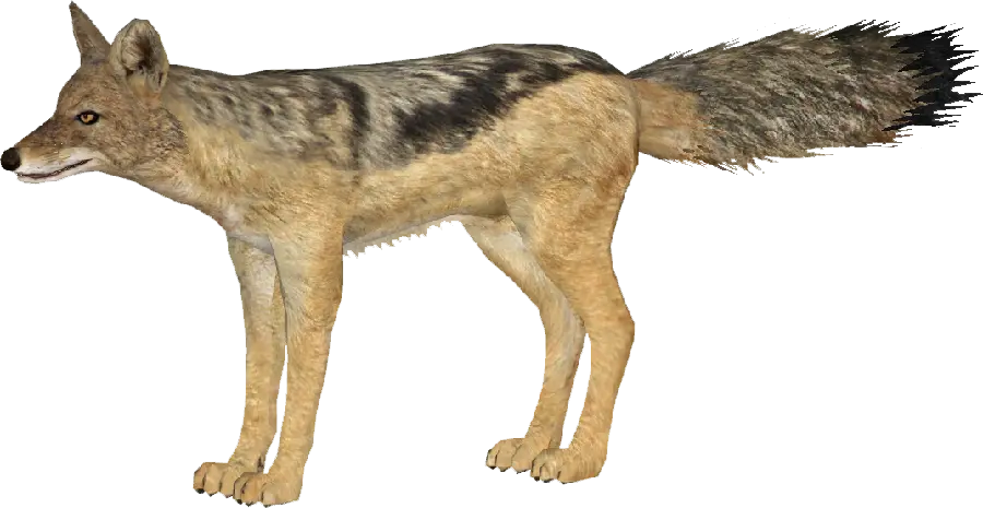 Download jackal PNG image for graphic designers