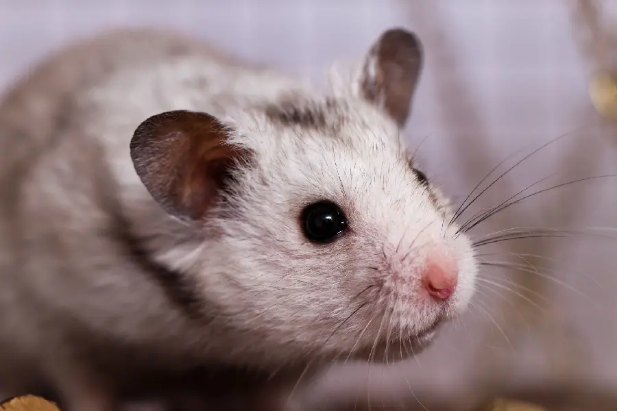 Picture of a domestic hamster