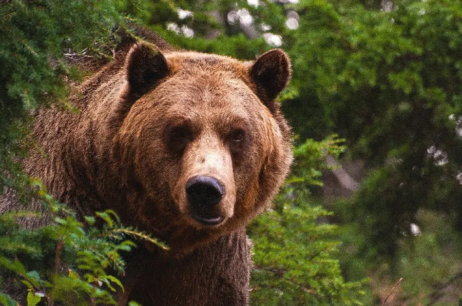 HD bear profile picture for telegram and whatsapp 