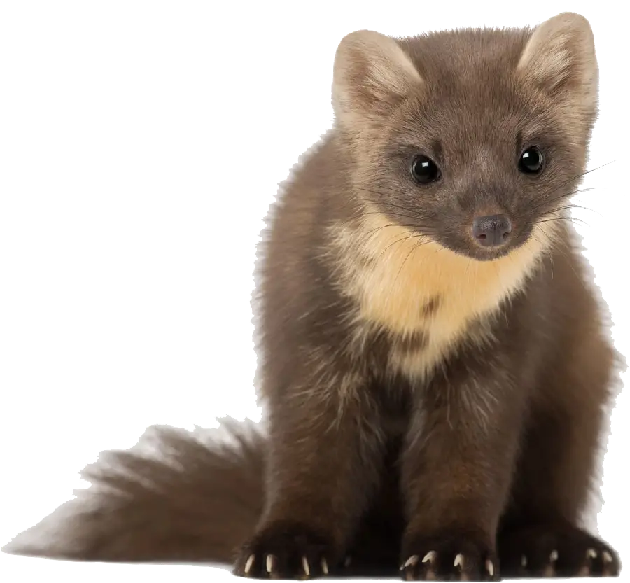 Very Beautiful Background Photo of Real Otter PNG
