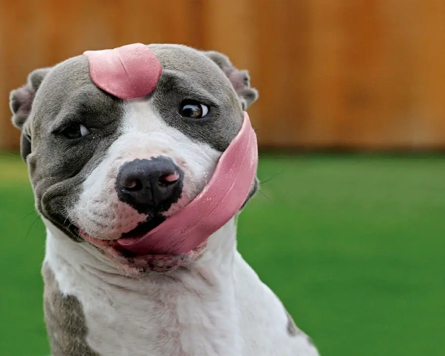 Funny Pit Bull Dog Wallpaper for Backgrounds for Pet Lovers