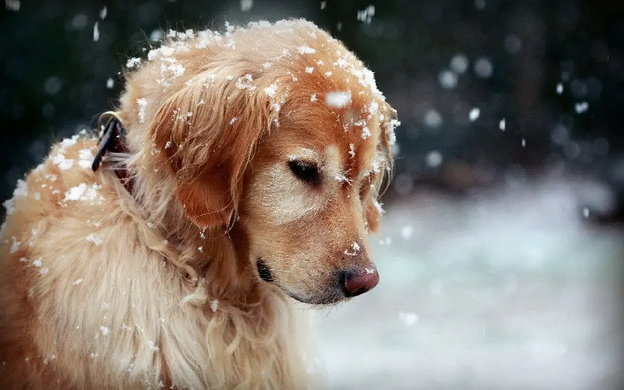Download a dreamy background of a calm and lovely dog ​​4K
