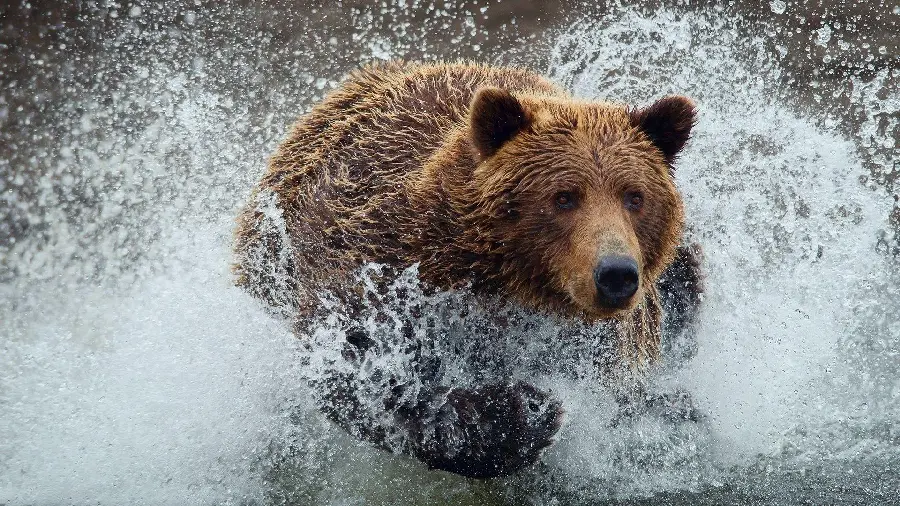Background photo with the best angle of photography of a grizzly bear