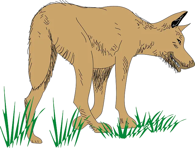Unique background of jackal as PNG file